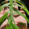 Monstera epipremnoides - Afbeelding 3