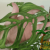 Monstera epipremnoides