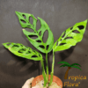 Monstera epipremnoides - Afbeelding 4
