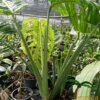 Monstera epipremnoides - Afbeelding 2