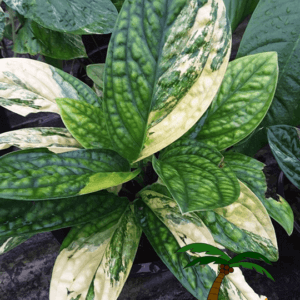 Monstera karstenianium variegata