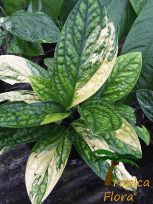Monstera karstenianium variegata