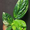 Monstera karstenianium variegata - Afbeelding 2