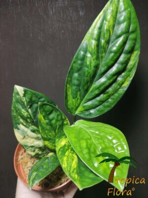 Monstera karstenianium variegata - Afbeelding 2