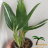 Monstera standleyana variegata - Afbeelding 2