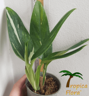 Monstera standleyana variegata - Afbeelding 2
