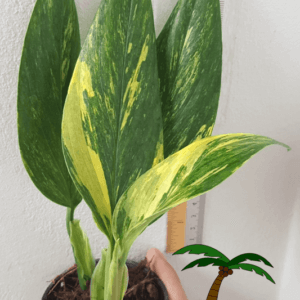 Monstera standleyana variegata