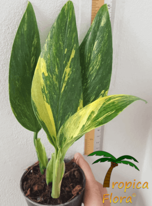 Monstera standleyana variegata