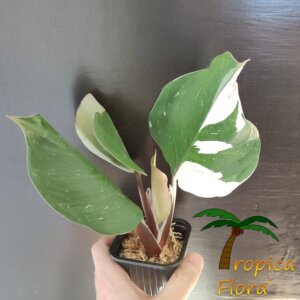 Philodendron white knight