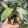 Philodendron atabapoense - Afbeelding 3