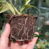 Philodendron atabapoense - Afbeelding 4