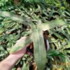 Philodendron atabapoense - Afbeelding 2