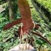 Philodendron atabapoense