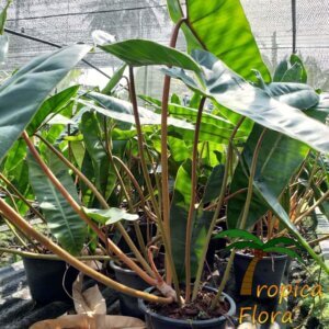Philodendron billietiae