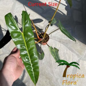 Philodendron billietiae - Afbeelding 5
