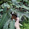 Philodendron billietiae dark form