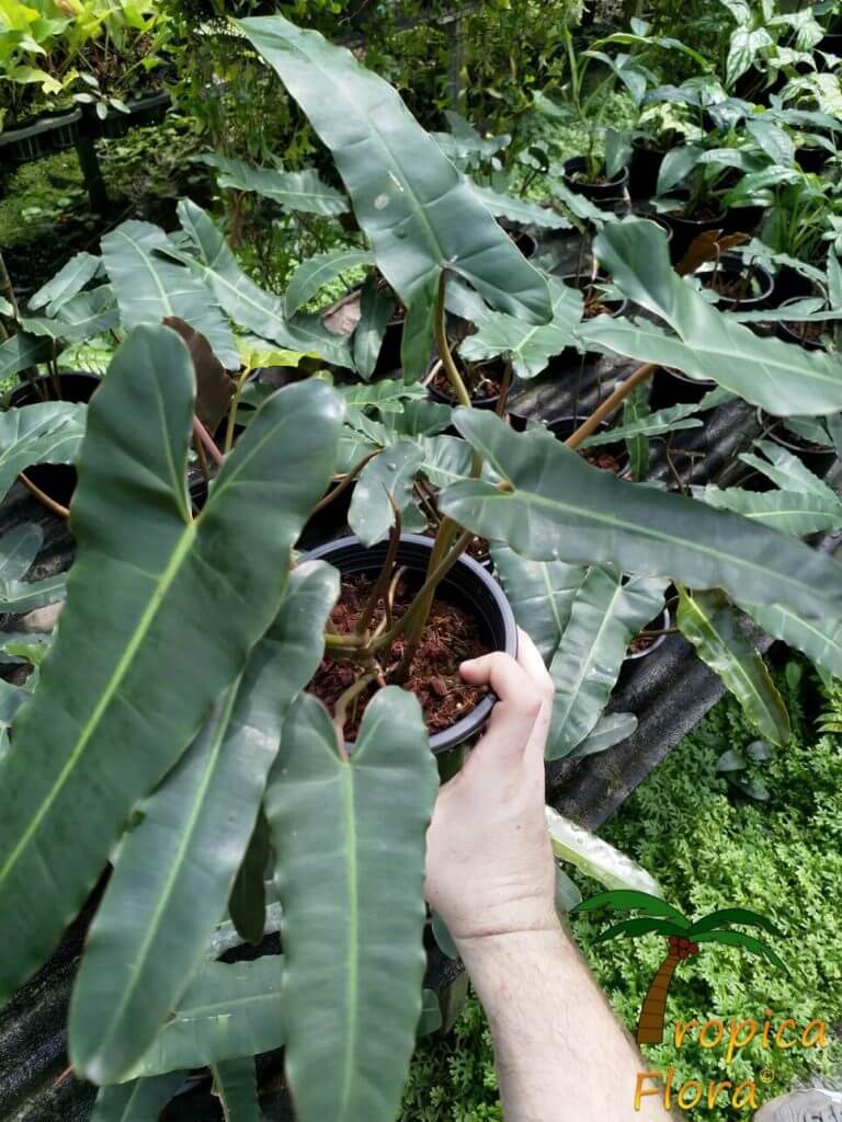 Philodendron billietiae dark form - Tropica Flora