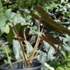 Philodendron billietiae dark form - Afbeelding 2