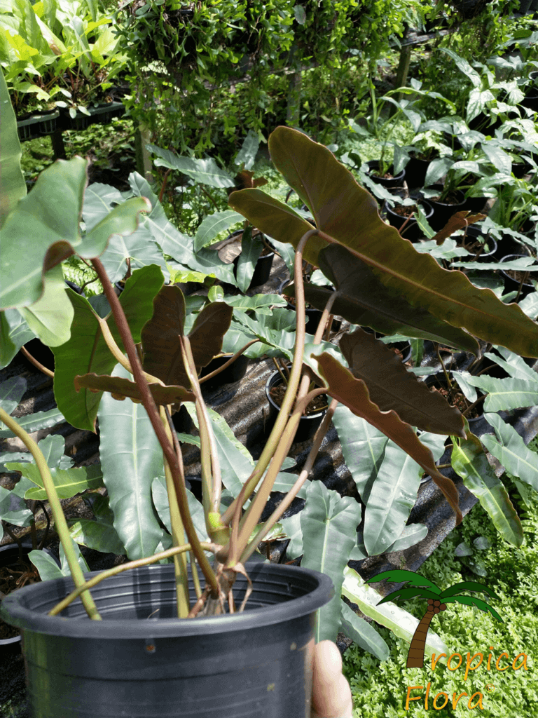 philodendron