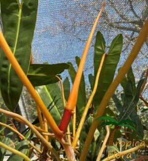 Philodendron billietiae - Afbeelding 4