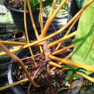 Philodendron billietiae - Afbeelding 3