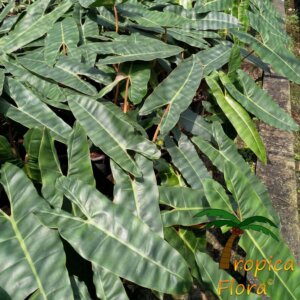 Philodendron billietiae - Afbeelding 2
