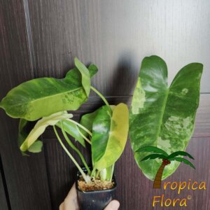 Philodendron burle marx variegata