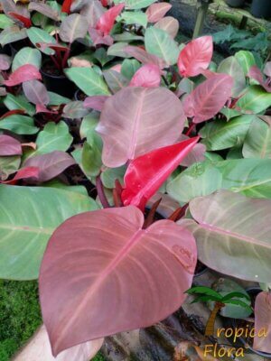 Philodendron cherry red