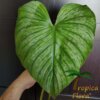 Philodendron mamei