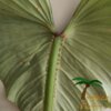 Philodendron mamei - Afbeelding 2