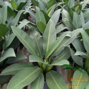 Philodendron martianum