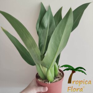 Philodendron martianum - Afbeelding 2