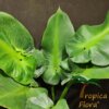 Philodendron rugosum aberrant form