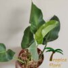 Philodendron rugosum aberrant form - Afbeelding 2