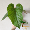 Philodendron serpens