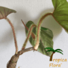 Philodendron serpens - Afbeelding 2