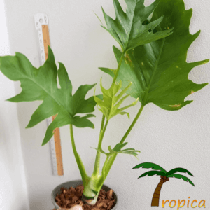 Philodendron warszewiczii