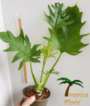 Philodendron warszewiczii