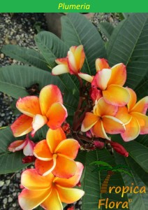 Plumeria