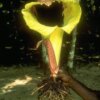 Pseudohydrosme gabunensis