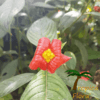 Hooker Lips Plant (Psychotria) - Afbeelding 3