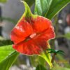Hooker Lips Plant (Psychotria)