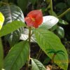 Hooker Lips Plant (Psychotria) - Afbeelding 2