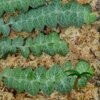 Rhaphidophora cryptantha