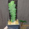 Rhaphidophora cryptantha - Afbeelding 2