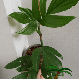 Rhaphidophora decursiva
