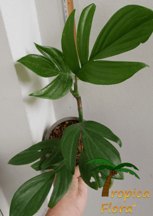 Rhaphidophora decursiva