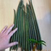 Rhizophora apiculata - Afbeelding 4