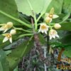 Rhizophora apiculata - Afbeelding 2