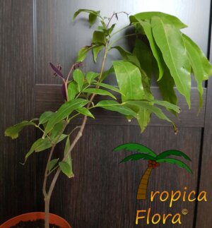 Saraca declinata - Afbeelding 3